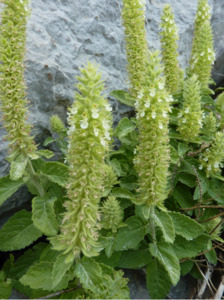 Drifts And Borders: Teucrium arduini