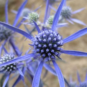 Drifts And Borders: Eryngium amethystinum syn. Eryngium dilatatum seed