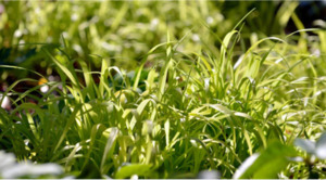 Drifts And Borders: Milium effusum 'Aureum'