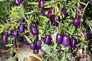 Shade: Billardiera longiflora