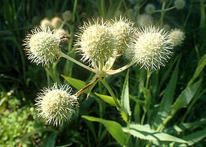Shade: Eryngium  yuccifolium