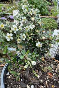 Fairy Garden Plants 1: Cotoneaster microphyllus