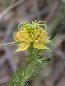 Nigella ciliaris seed