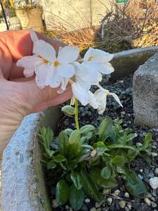 Phlox divaricata white with a golden eye