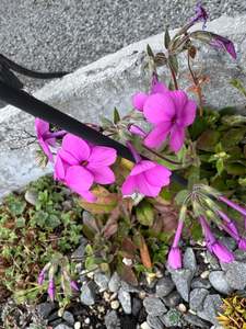 Small Plants: Phlox amoena or potentially P. stoloniofera or a hybrid