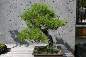 Pinus thunbergii