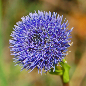 Small Plants: Globularia bisnagarica