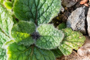 Small Plants: Calceolaria biflora (my own attribution)
