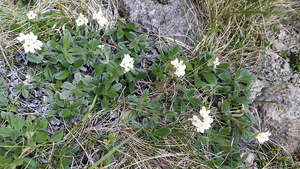 Small Plants: Myosotis saxosa