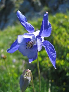 Small Plants: Aquilegia alpina