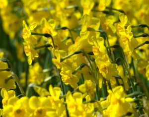 Narcissus jonquilla 'Kokopelli'