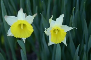 Narcissus 'Bambi'