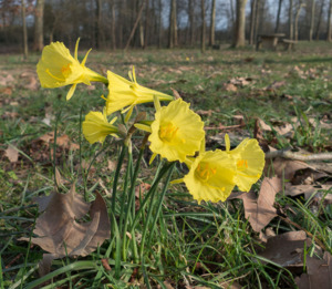 Small Plants: Narcissus bulbicodium
