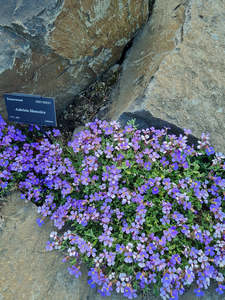 Small Plants: Aubretia libanotica