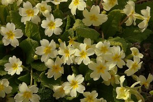 Primula vulgaris - wild type