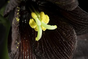 Fritillaria camschatcensis