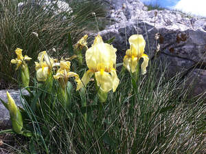 Iris reichenbachii