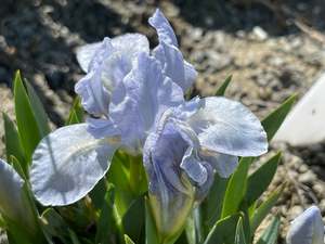 Iris 'Blue Frost'