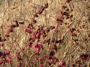 Shade: Symphoricarpos orbiculatus