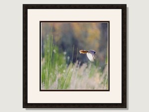 Products: Black Fantail In Flight Framed Print - Picture Framing Is Us On Line Cart