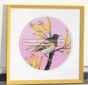 Hihi Of The Wharaiki (Stitchbird) Print By Anna Evans