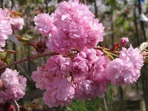 Deciduous Trees: Prunus Kiku-Shidare Sakura