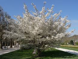 Deciduous Trees: Prunus Shirotae