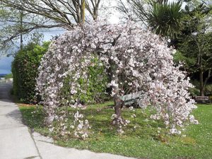 Deciduous Trees: Prunus yedoensis Purpendens
