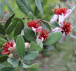 Fruit and Citrus Trees: Feijoa sellowiana