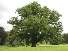 Deciduous Trees: Quercus robur