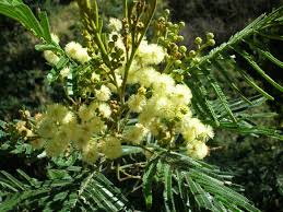Firewood: Acacia mearnsii