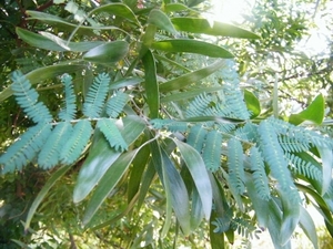 Firewood: Acacia melanoxylon