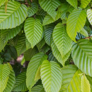 Products: Carpinus betulus