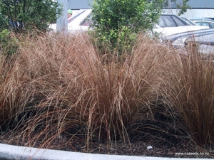 Grasses: Carex buchananii