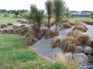 Grasses: Carex flagellifera Red