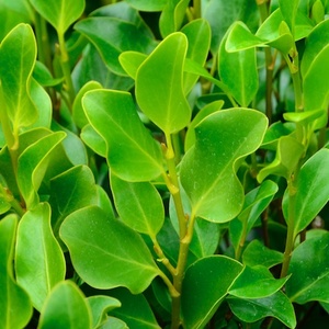 Products: Griselinia littoralis