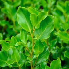 Products: Griselinia littoralis Broadway Mint