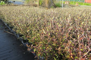 Native: Corokia Bronze King