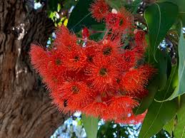Corymbia ficifolia