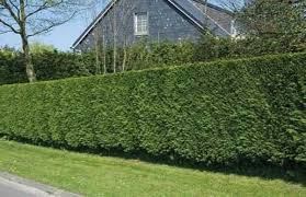 Firewood: Cupressus x Ovensii