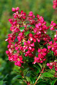 Ornamental: Escallonia Fields Scarlet