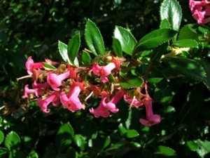 Ornamental: Escallonia Rubra