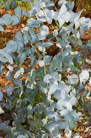 Eucalyptus cordata