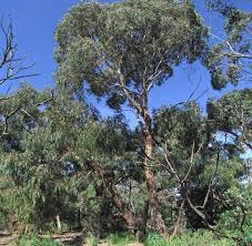 Eucalyptus ovata