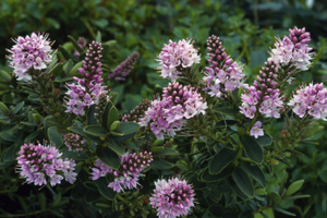 Hebes: Hebe First Light