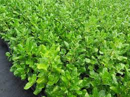 Native: Coprosma repens