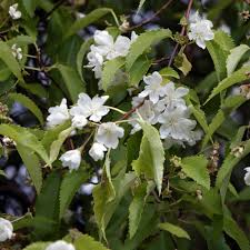 Native: Hoheria populnea