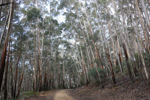 Firewood: Eucalyptus fraxinoides