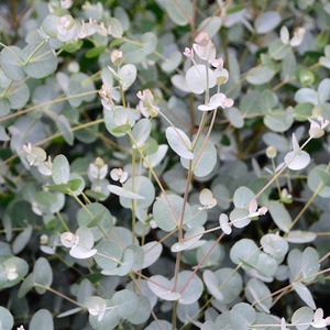 Eucalyptus gunnii