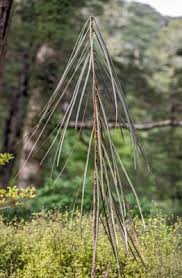 Products: Pseudopanax crassifolius